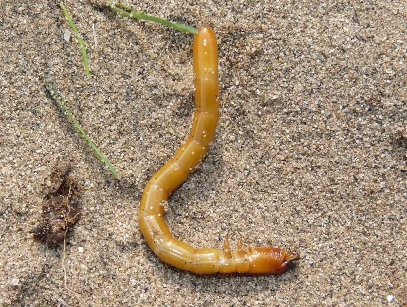 Larva di Elateridae Cebrioninae ?  S !